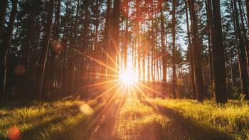 The sunrays shine through the trees in a forest